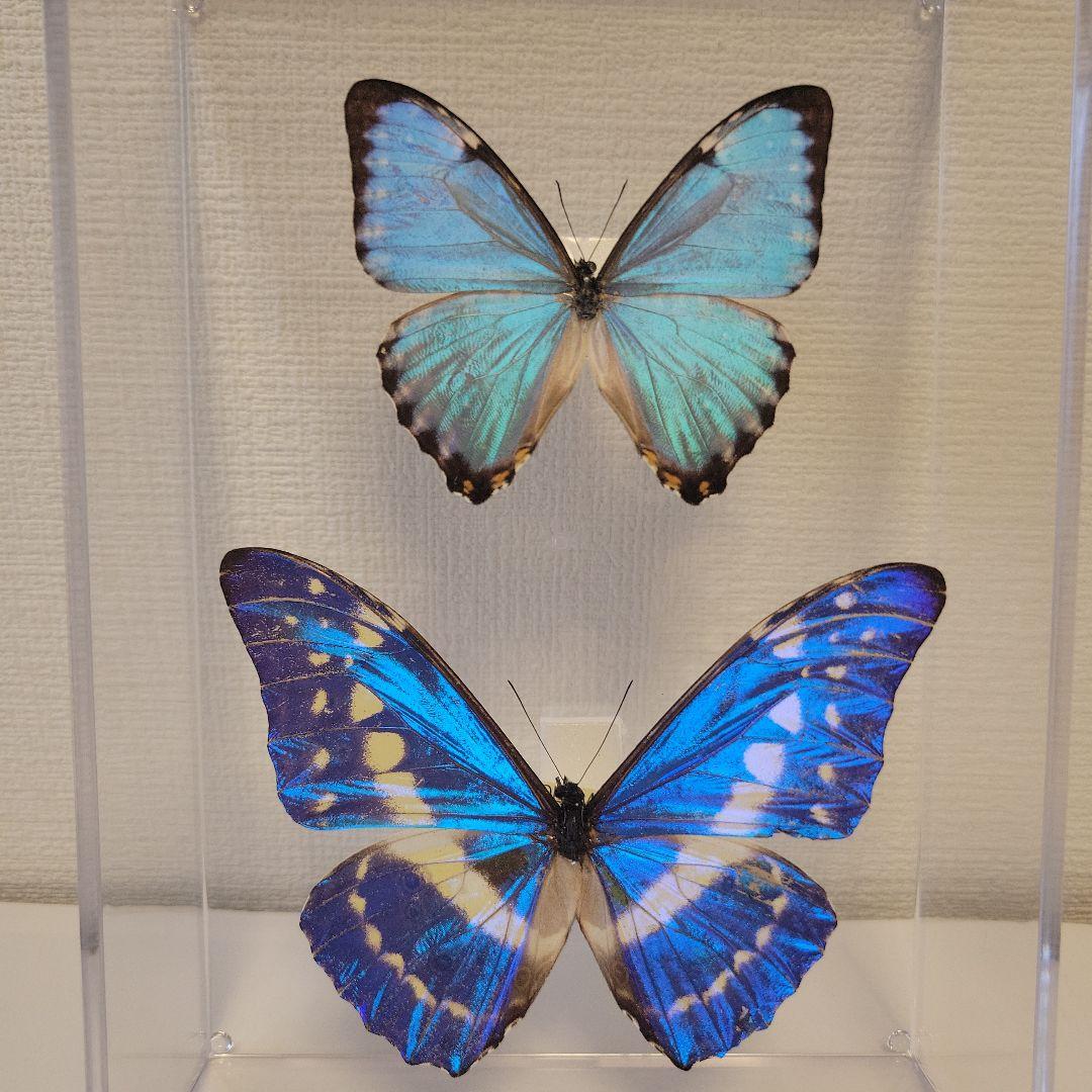 蝶の標本　宝石が舞うジャングル(SPECIAL)