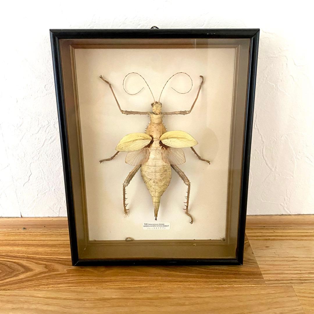 マレーオオナナフシ 昆虫標本 Heteropteryx dilatata