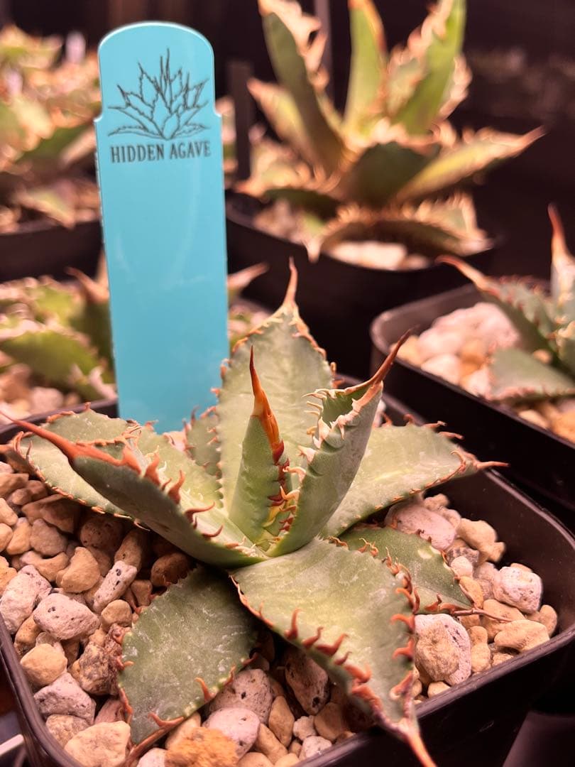 【最終】エボリスピナ× BB hybrid ハイブリッド③発根活着