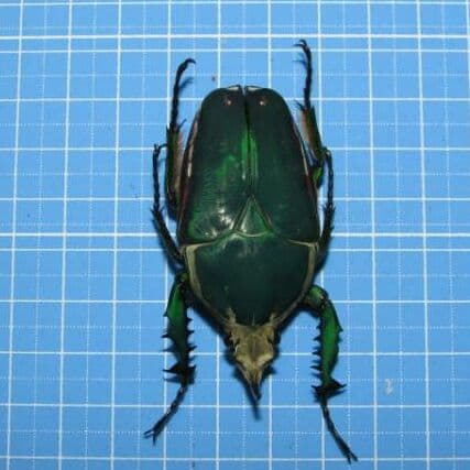 カメルーン産 奇色 トルクアタ イマキュリコリス 60mm