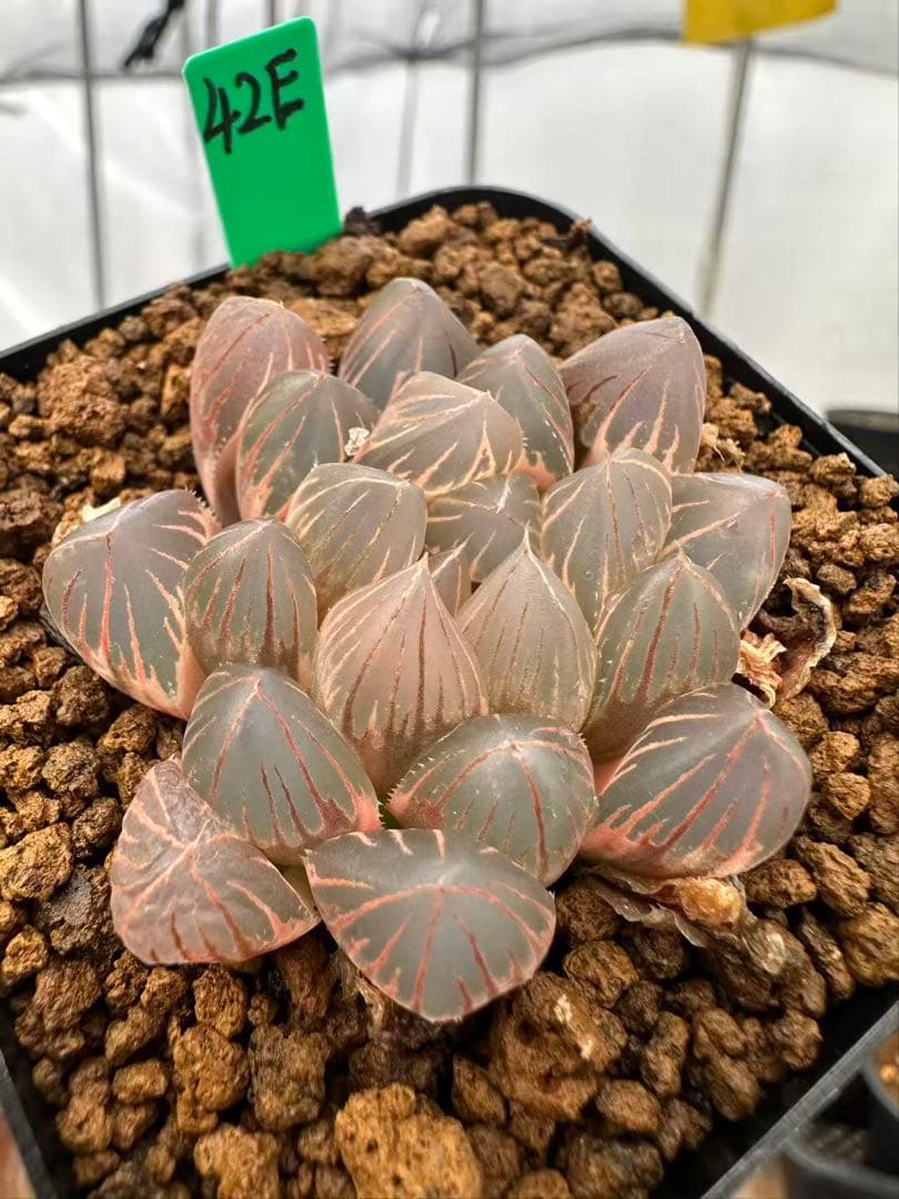 42E 多肉植物 ハオルチア rose goldオブツーサ錦糊斑