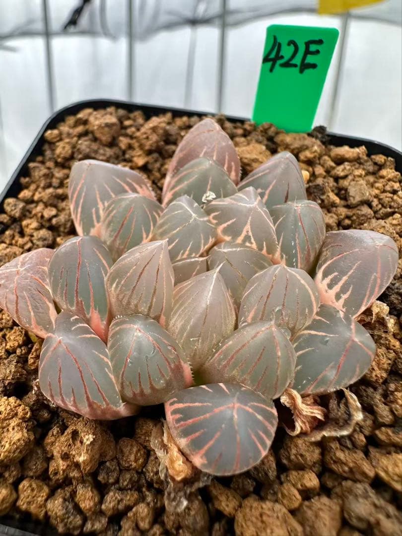 42E 多肉植物 ハオルチア rose goldオブツーサ錦糊斑