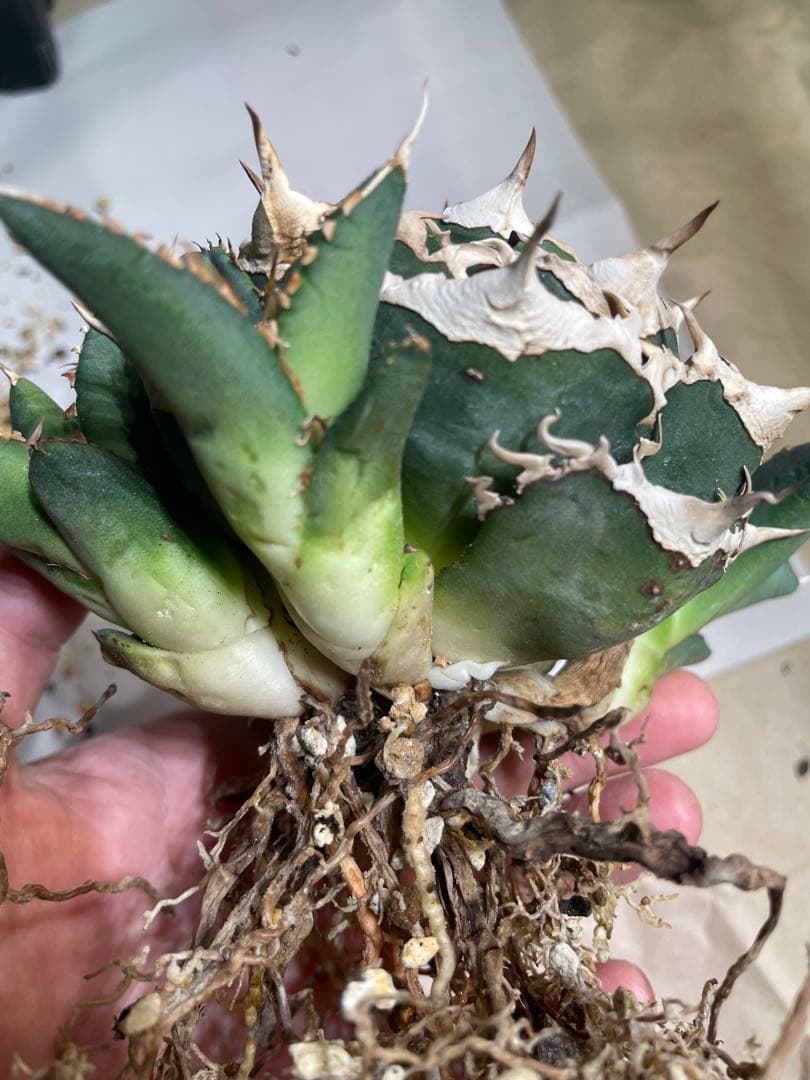 【清櫻】 Lize血統、OC直子、発根済み子株①