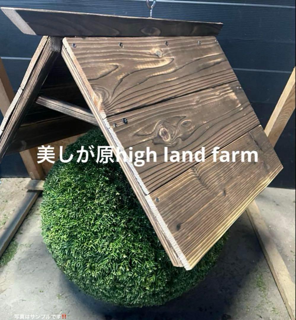 杉玉　約30センチ‼️縁起物　丸くて幸せ　家族円満♪