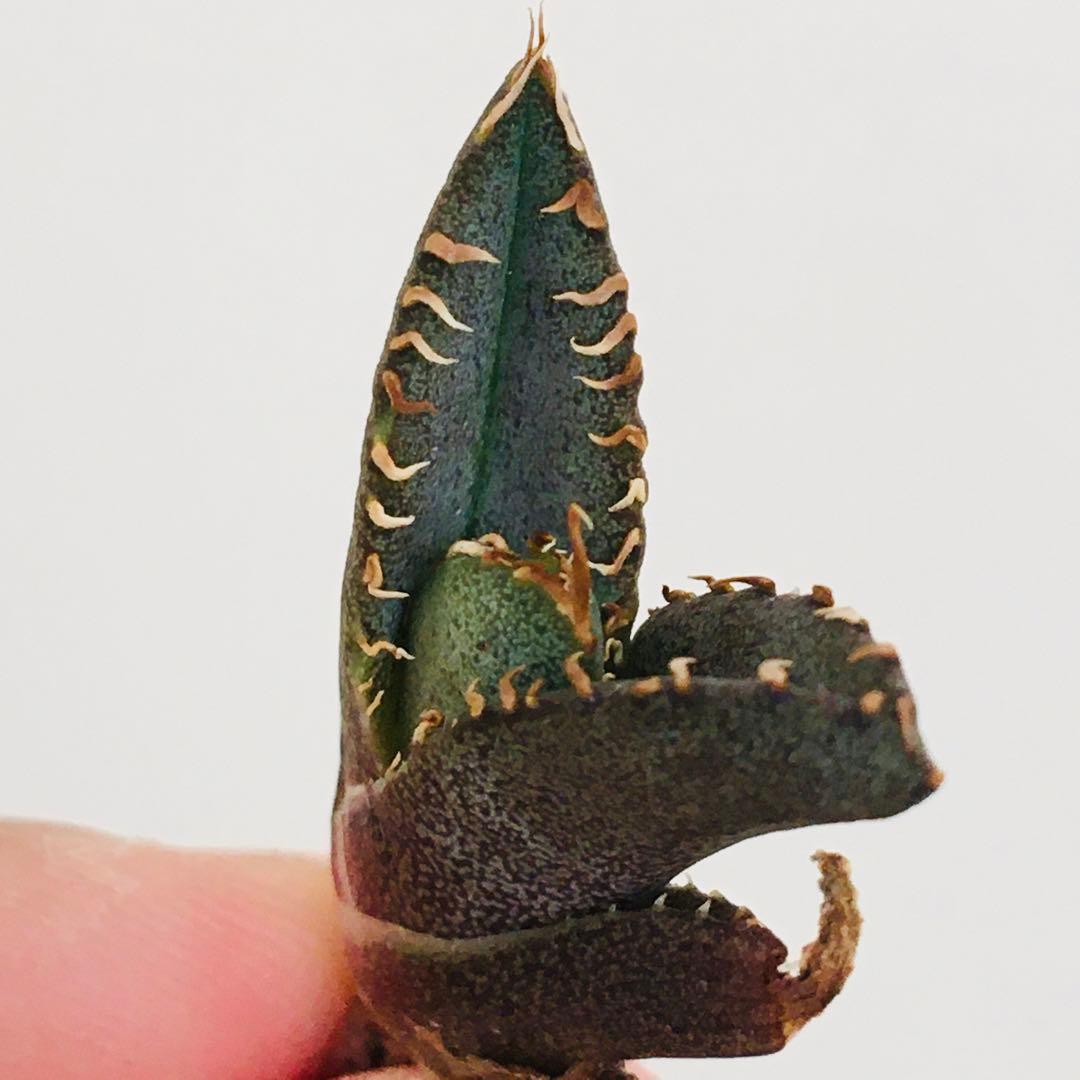 【高騰品種・稀少】痘痘龍 豆豆龍 × レッドキャットウィーズル アガベチタノタ
