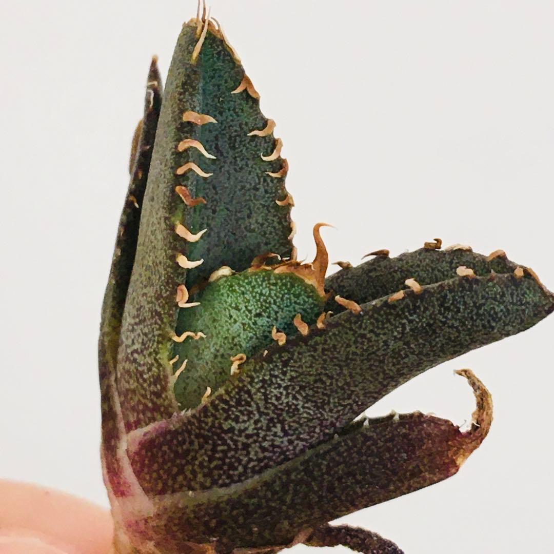 【高騰品種・稀少】痘痘龍 豆豆龍 × レッドキャットウィーズル アガベチタノタ