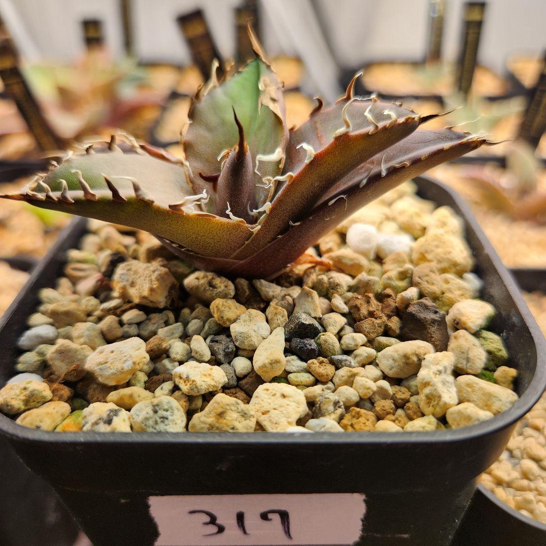 317＊特選株＊【12.20写真更新】アガベ・チタノタ ‘シーザー’