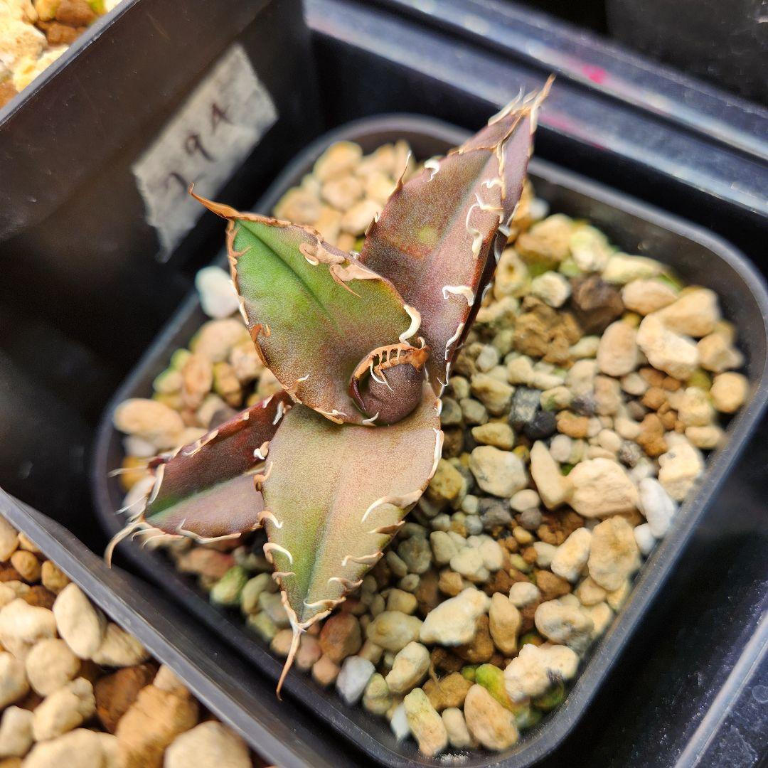 317＊特選株＊【2.7写真更新】アガベ・チタノタ ‘シーザー’