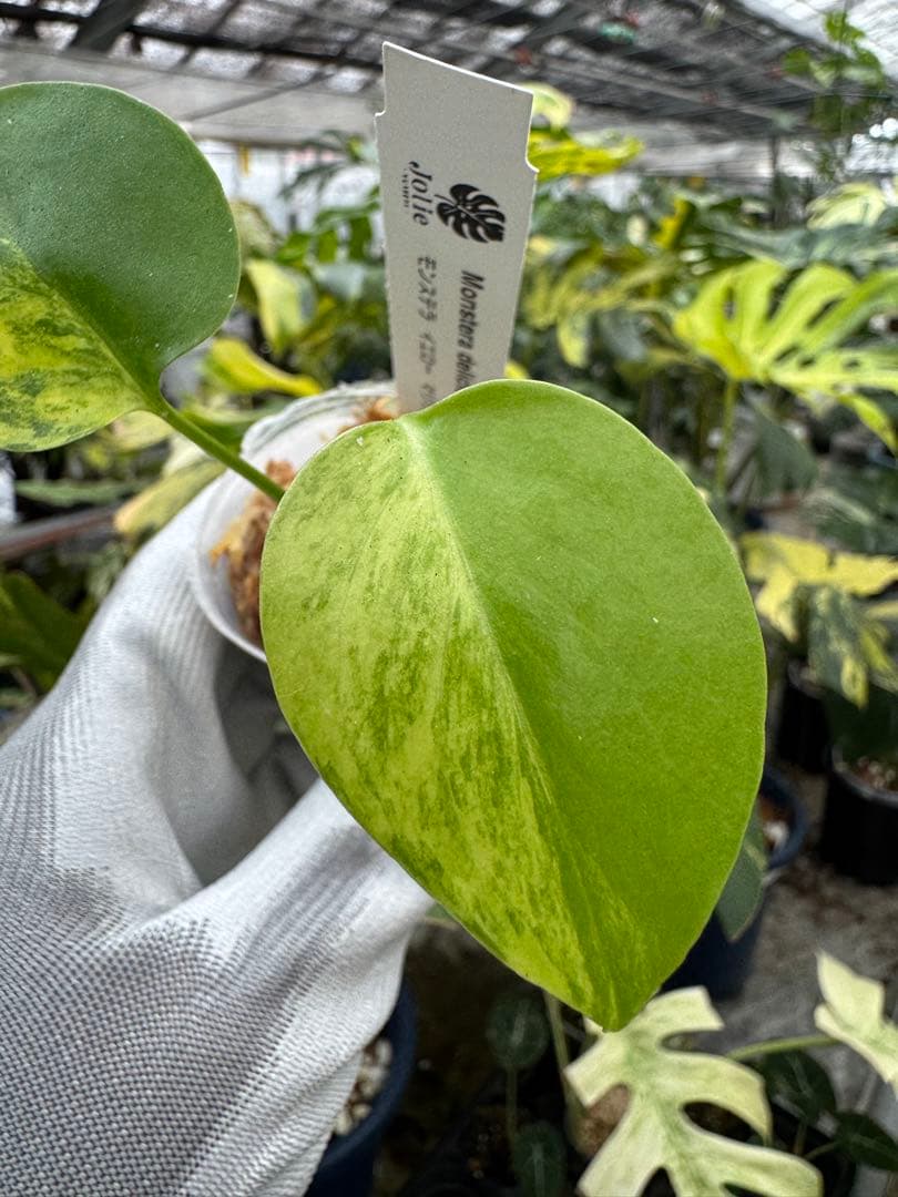 9モンステラ　イエローマリリン　黄斑入り　2寸ポリポット　ネコポス発送