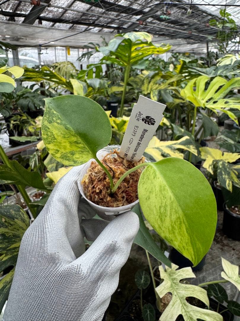 9モンステラ　イエローマリリン　黄斑入り　2寸ポリポット　ネコポス発送