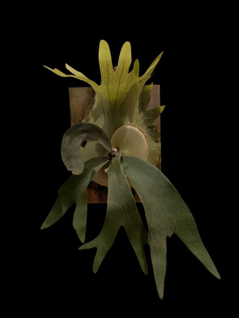 ユズルモノ商品