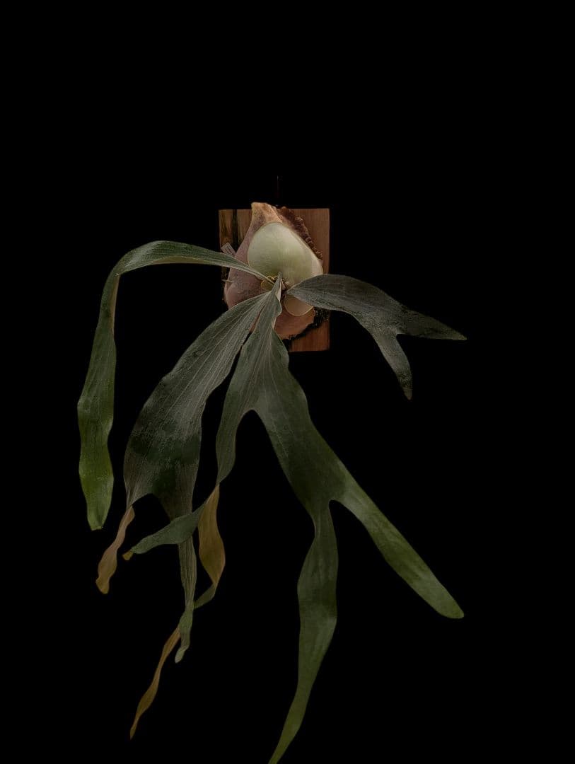 ユズルモノ商品