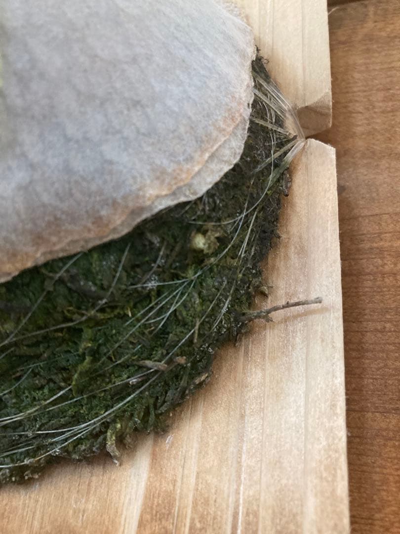 佐*樹様 ビカクシダ ベイチー \"アーバンリバー リバー\" スポア