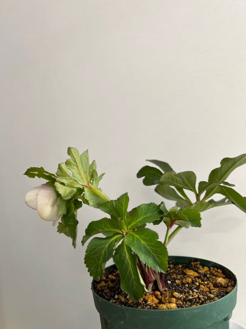 クリスマスローズ　パステリッシュストレイン　デュメ系　カップ咲き