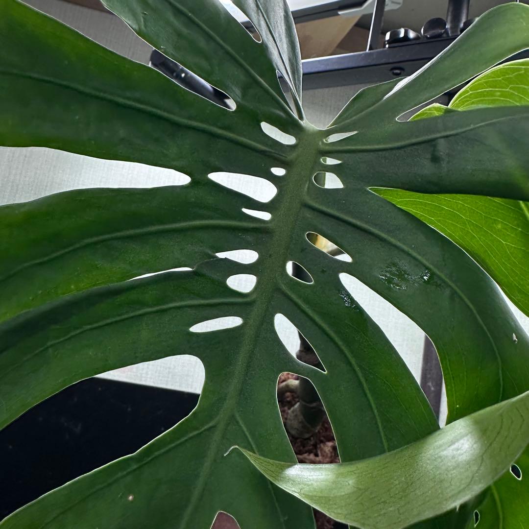 も*ぎ様 モンステラデリシオーサマクロコズム超希少系統鉢植え56㎝