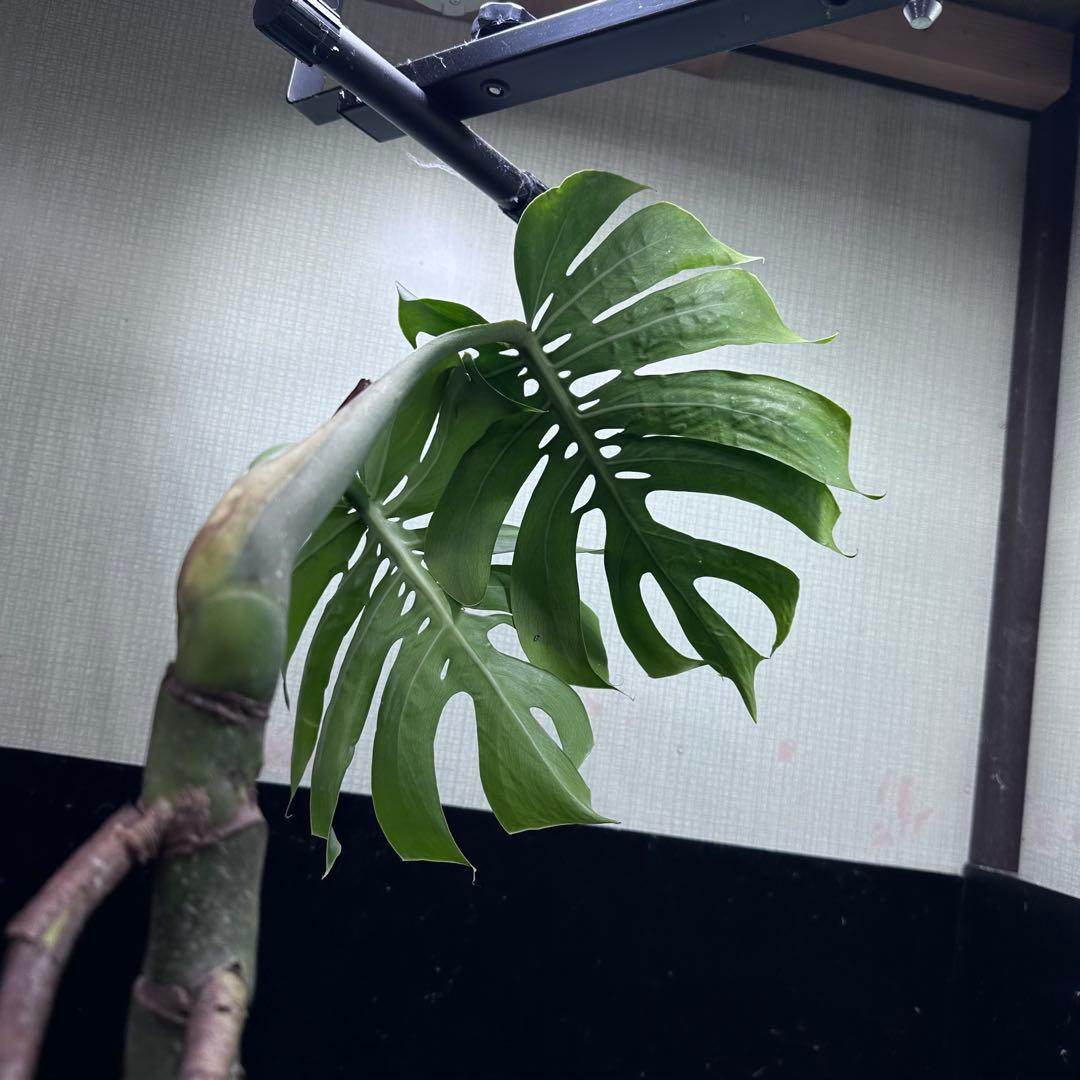 も*ぎ様 モンステラデリシオーサマクロコズム超希少系統鉢植え56㎝