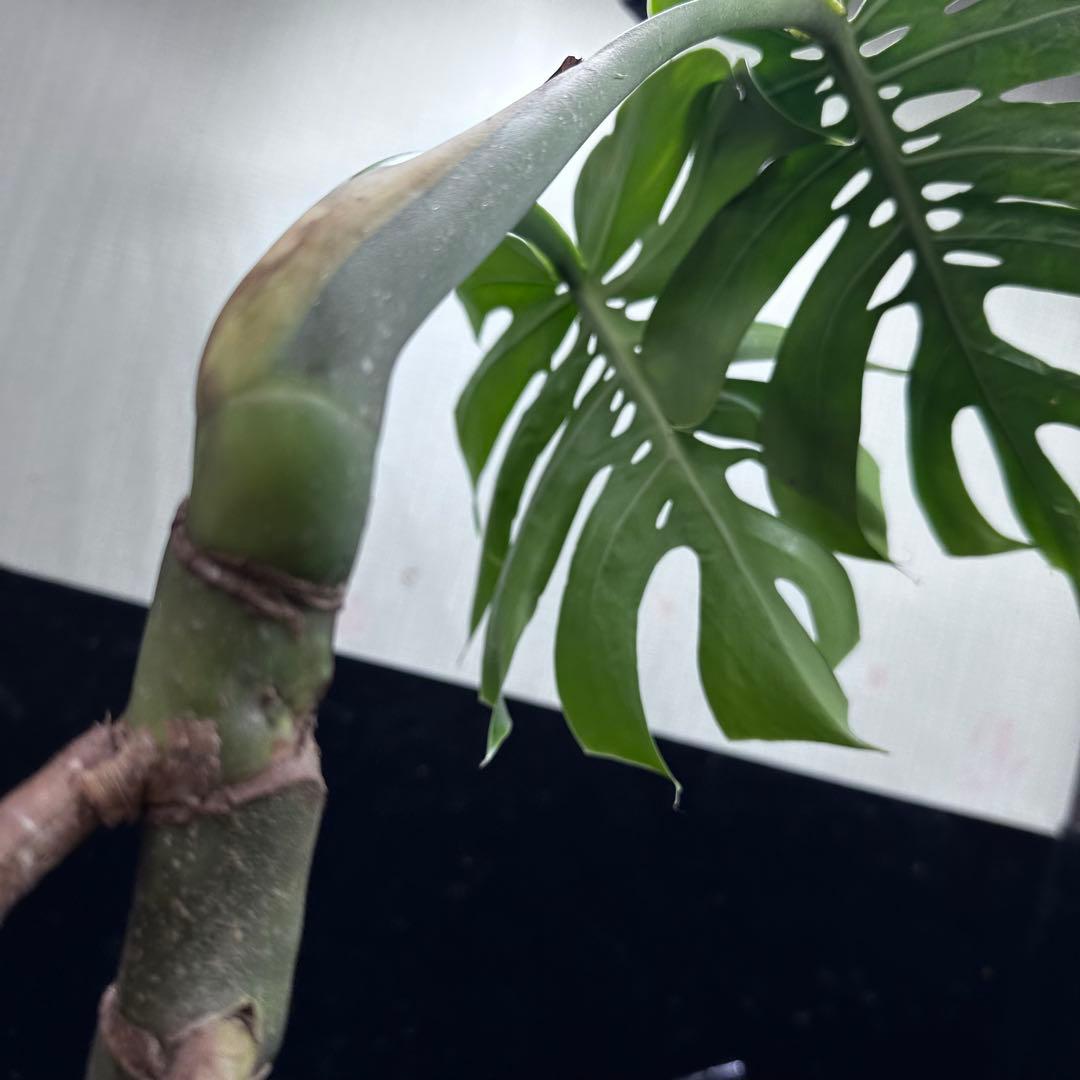 も*ぎ様 モンステラデリシオーサマクロコズム超希少系統鉢植え56㎝