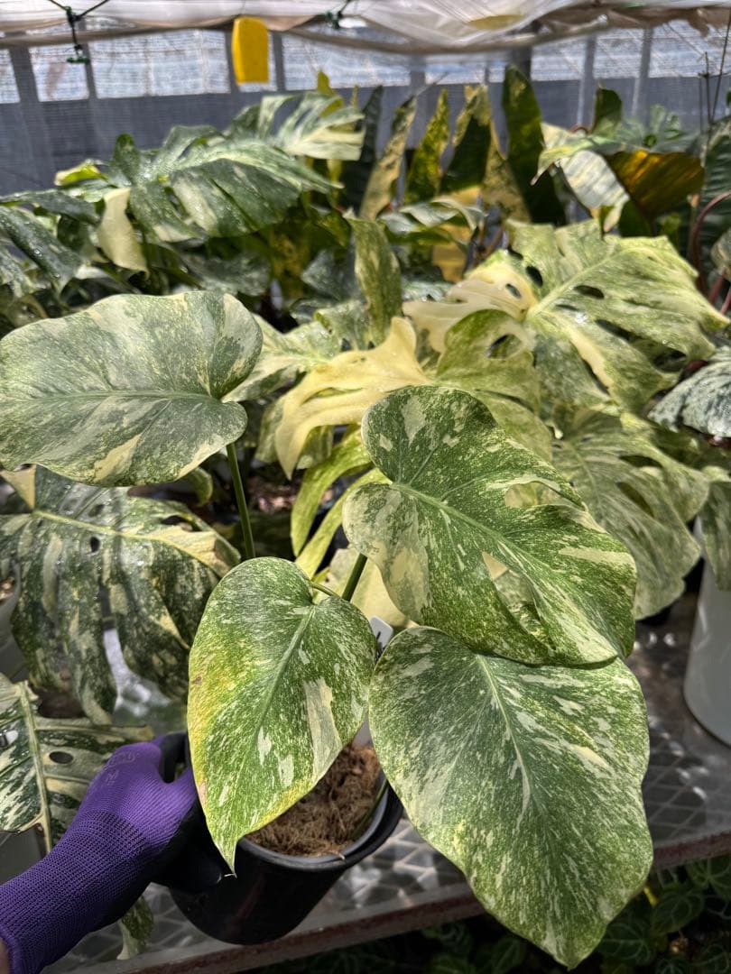 1 モンステラ レガシー　カット苗　しっかり発根・健康株