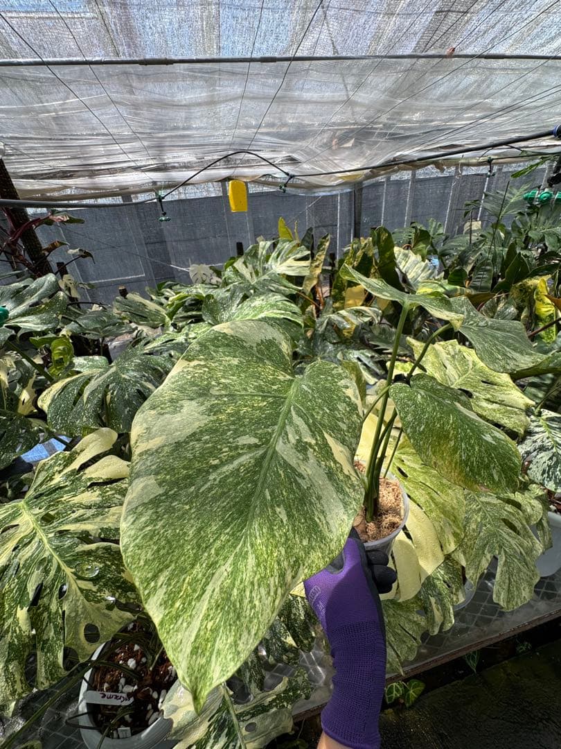 1 モンステラ レガシー　カット苗　しっかり発根・健康株