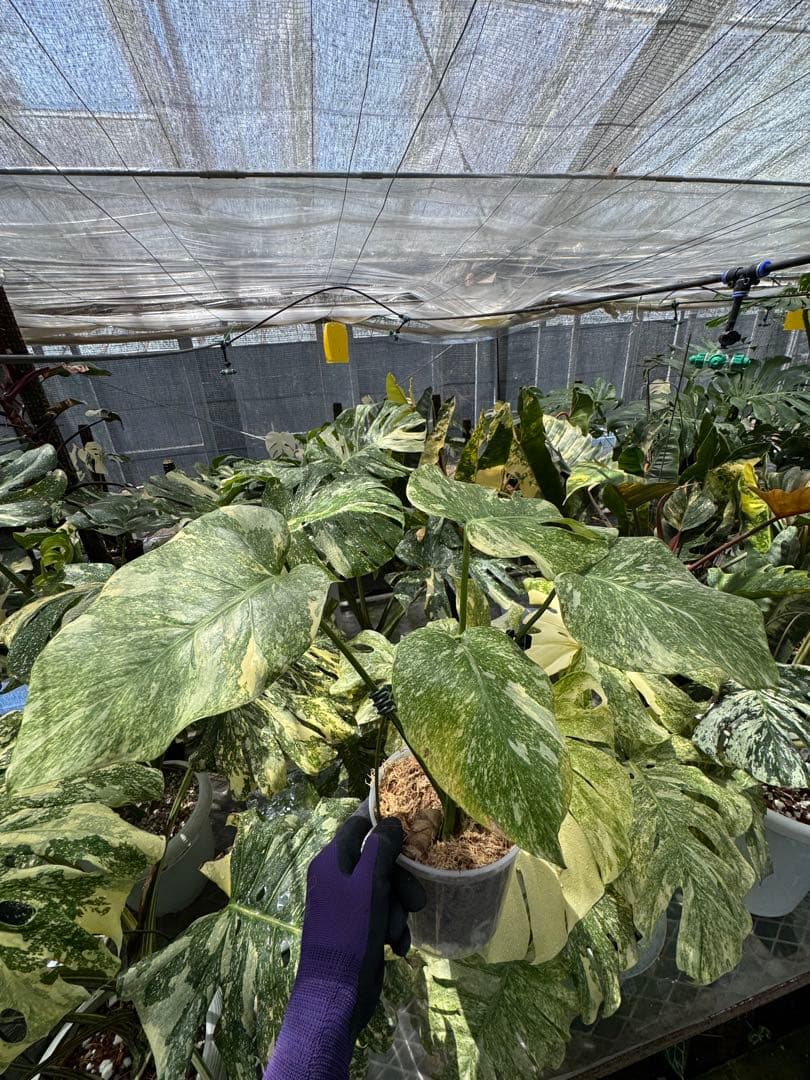 1 モンステラ レガシー　カット苗　しっかり発根・健康株