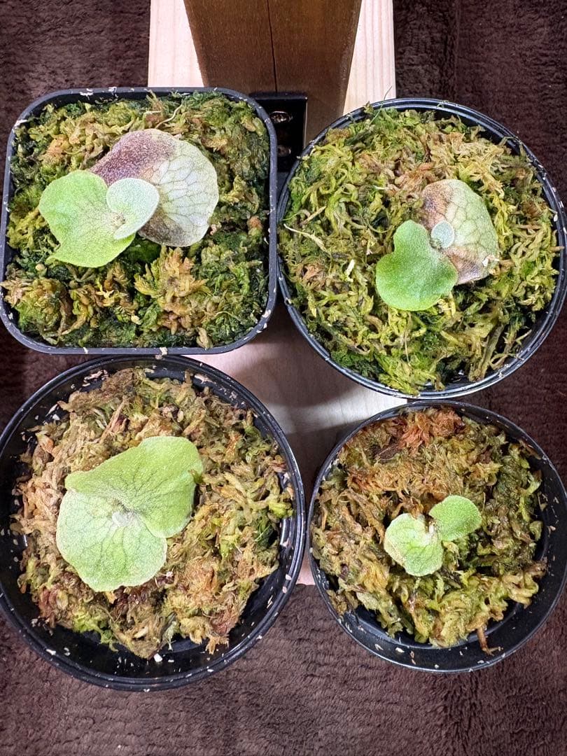 ホワイトミスターオート　OC 4株まとめ