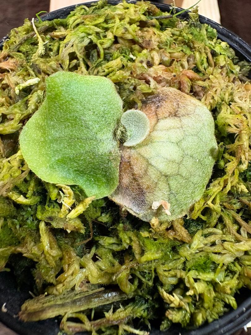 ホワイトミスターオート　OC 4株まとめ