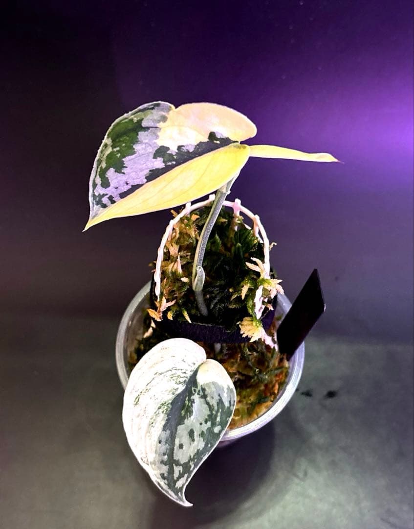 スキンダプサス5点セットF1