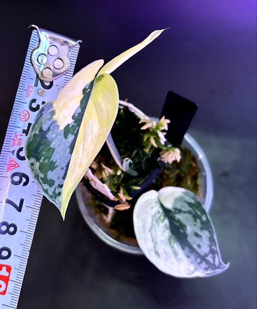 スキンダプサス5点セットF1