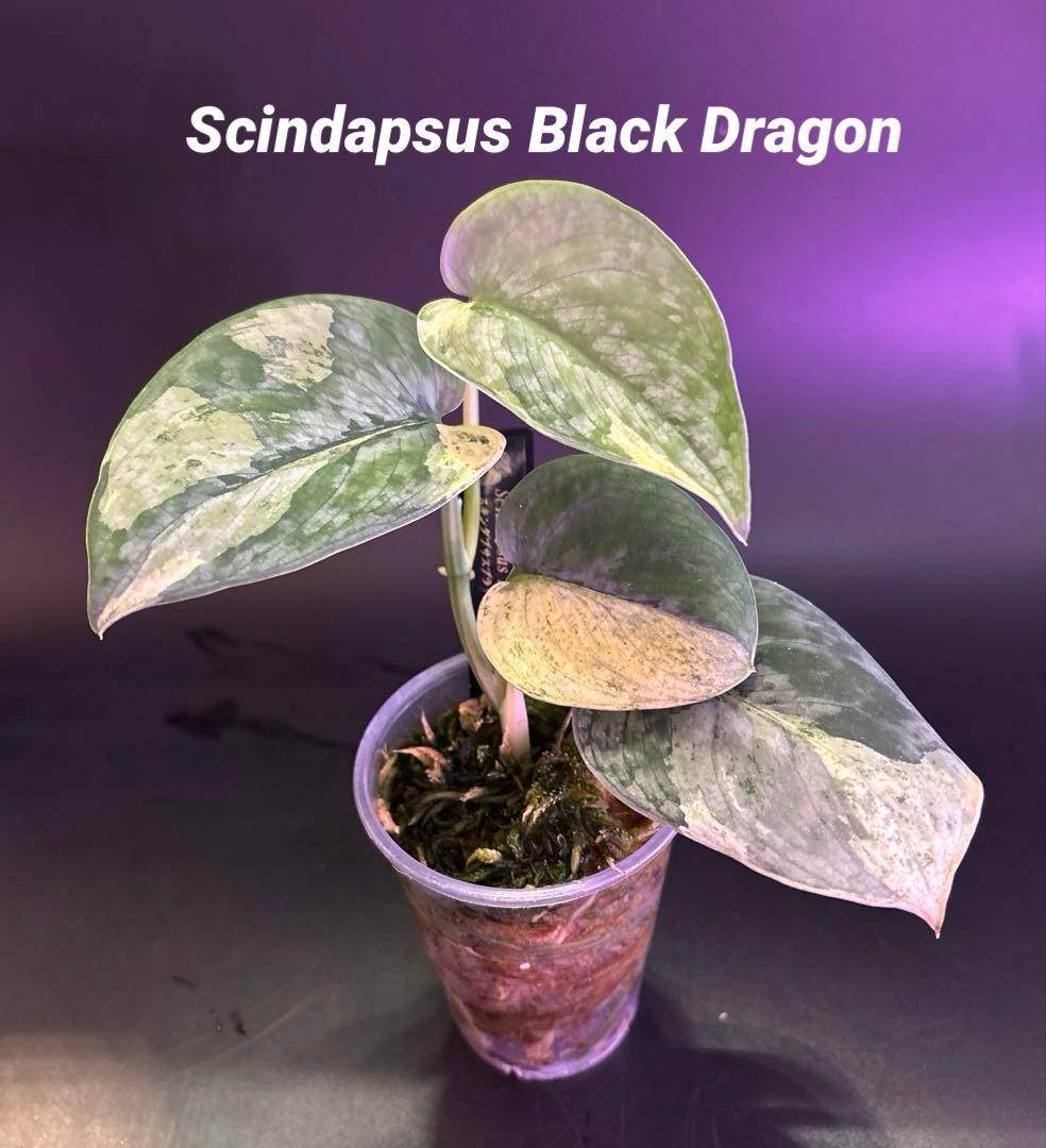 スキンダプサス5点セットF1