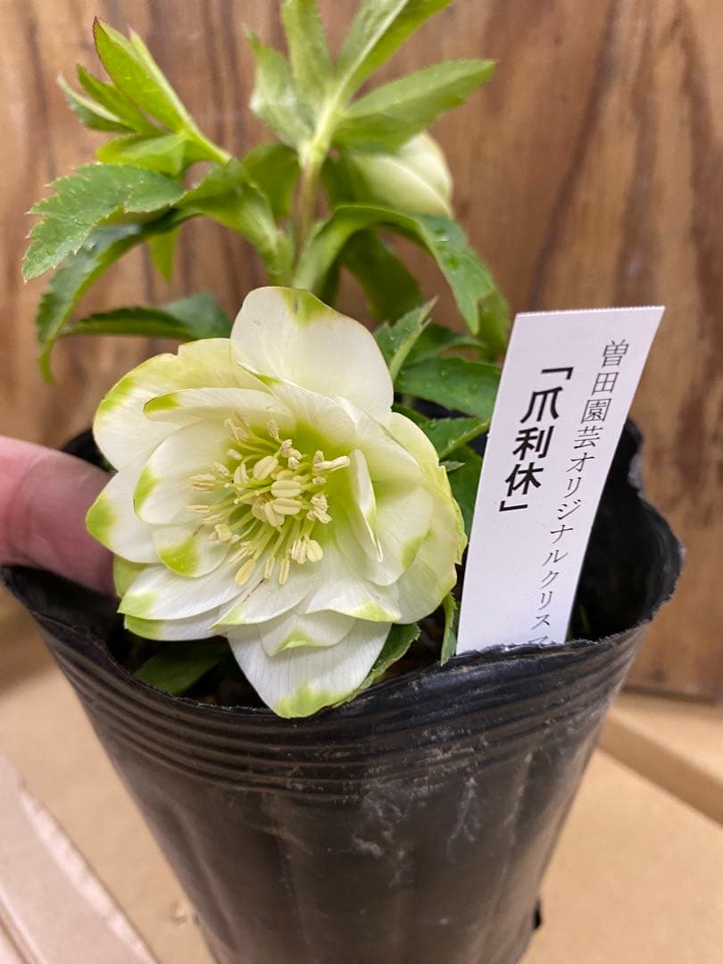 爪利休　曽田園芸