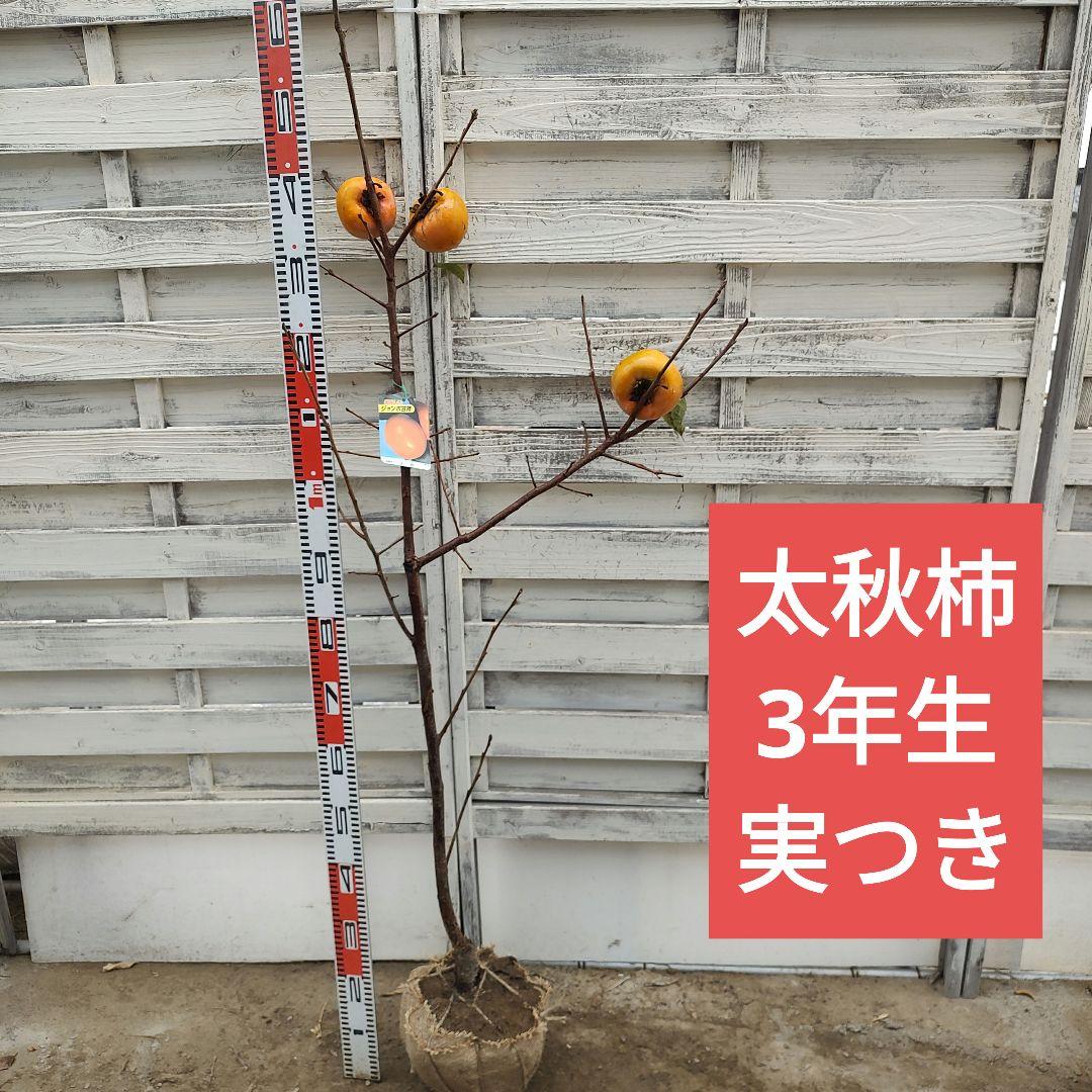 太秋柿 3年生 実つき
