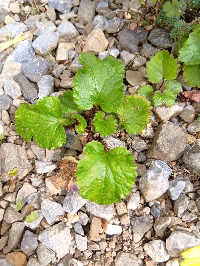 白花　ホタルブクロ　抜き苗　宿根草　シェードガーデン　ロックガーデン