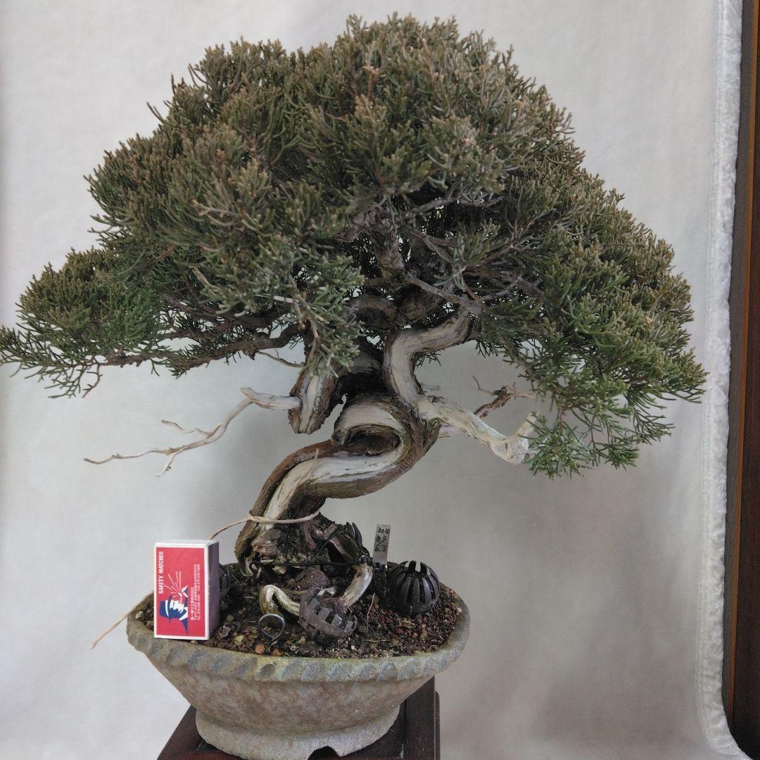 糸魚川しんぱく。シャリ、神付き　依頼品黒松、しんぱく、五葉松