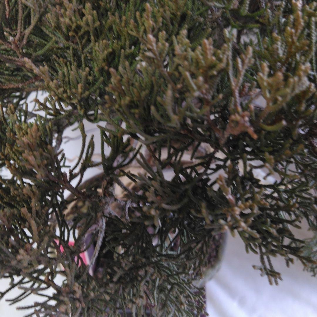 糸魚川しんぱく。シャリ、神付き　依頼品黒松、しんぱく、五葉松