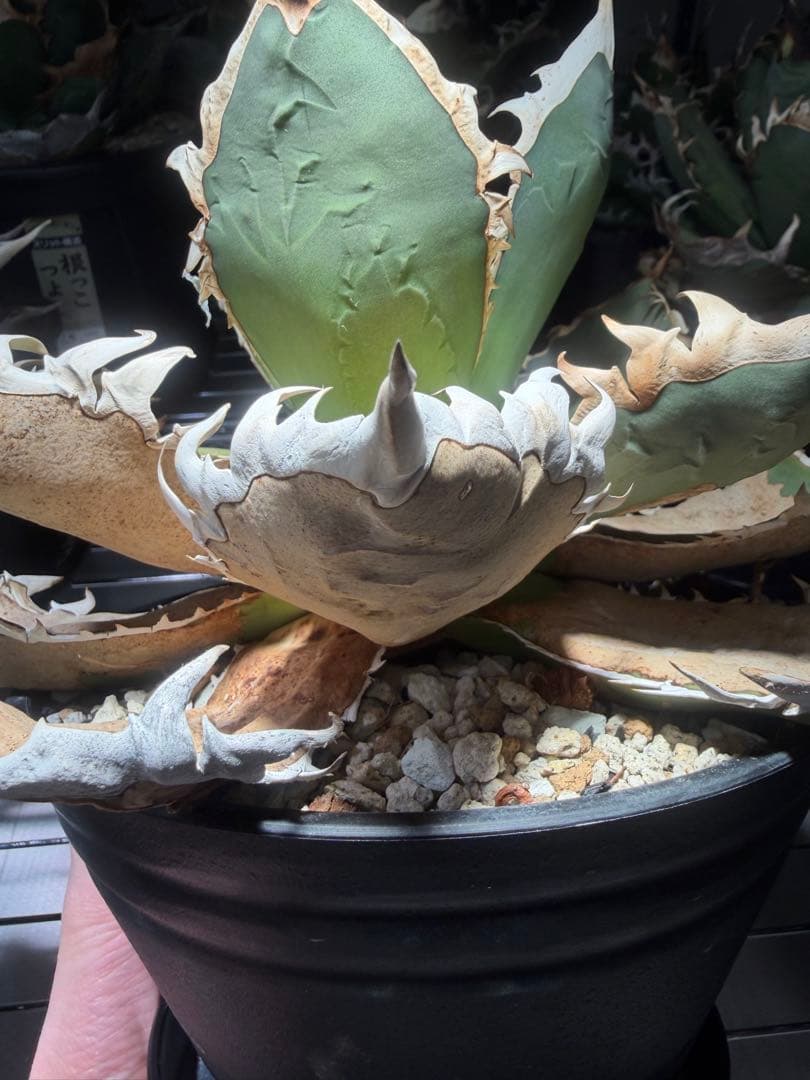 アガベ オアハカ　オテロイ　oaxaca oteroi