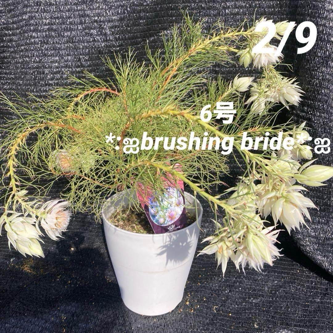 ②*:ஐ白花*:ஐジョーイセルリア・苗木【ブラッシングブライド（フロリダ）】6号