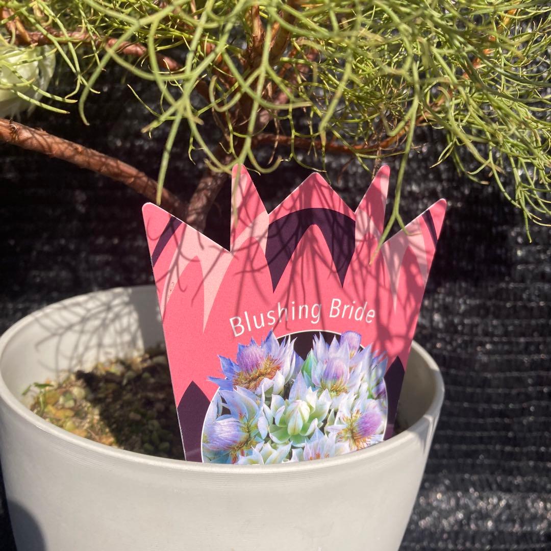 ②*:ஐ白花*:ஐジョーイセルリア・苗木【ブラッシングブライド（フロリダ）】6号