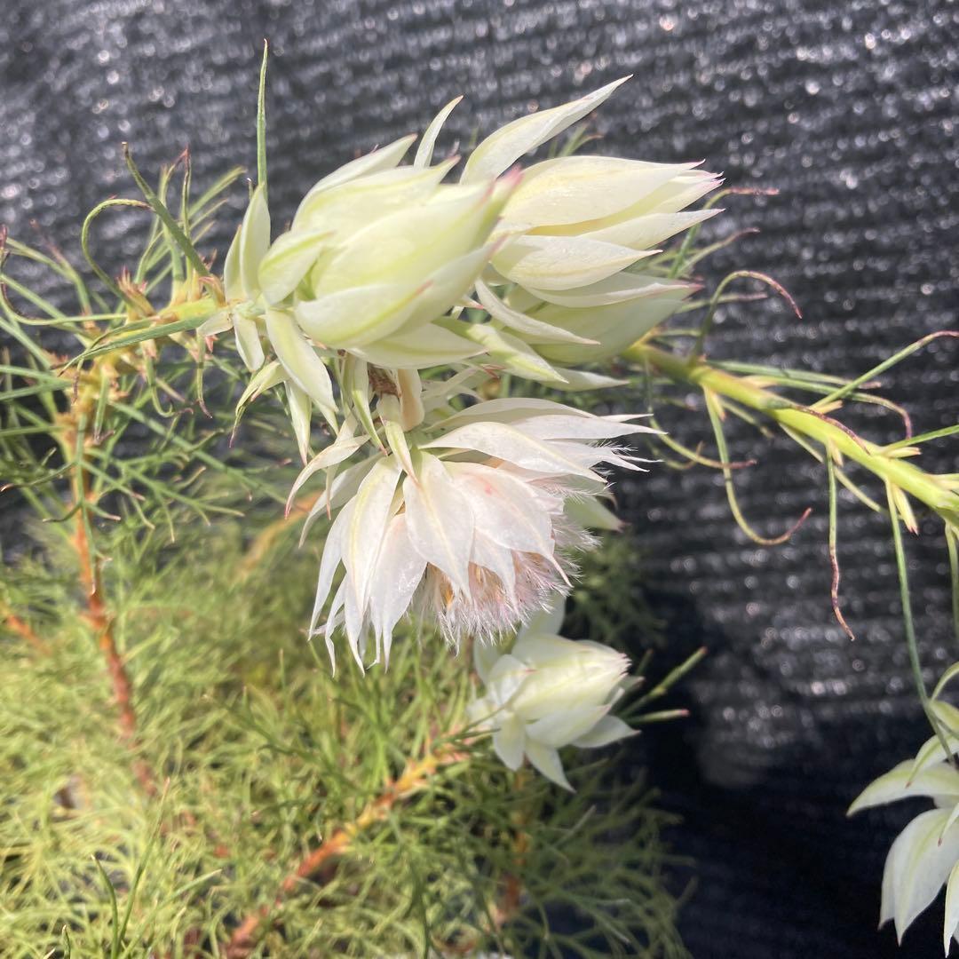 ②*:ஐ白花*:ஐジョーイセルリア・苗木【ブラッシングブライド（フロリダ）】6号