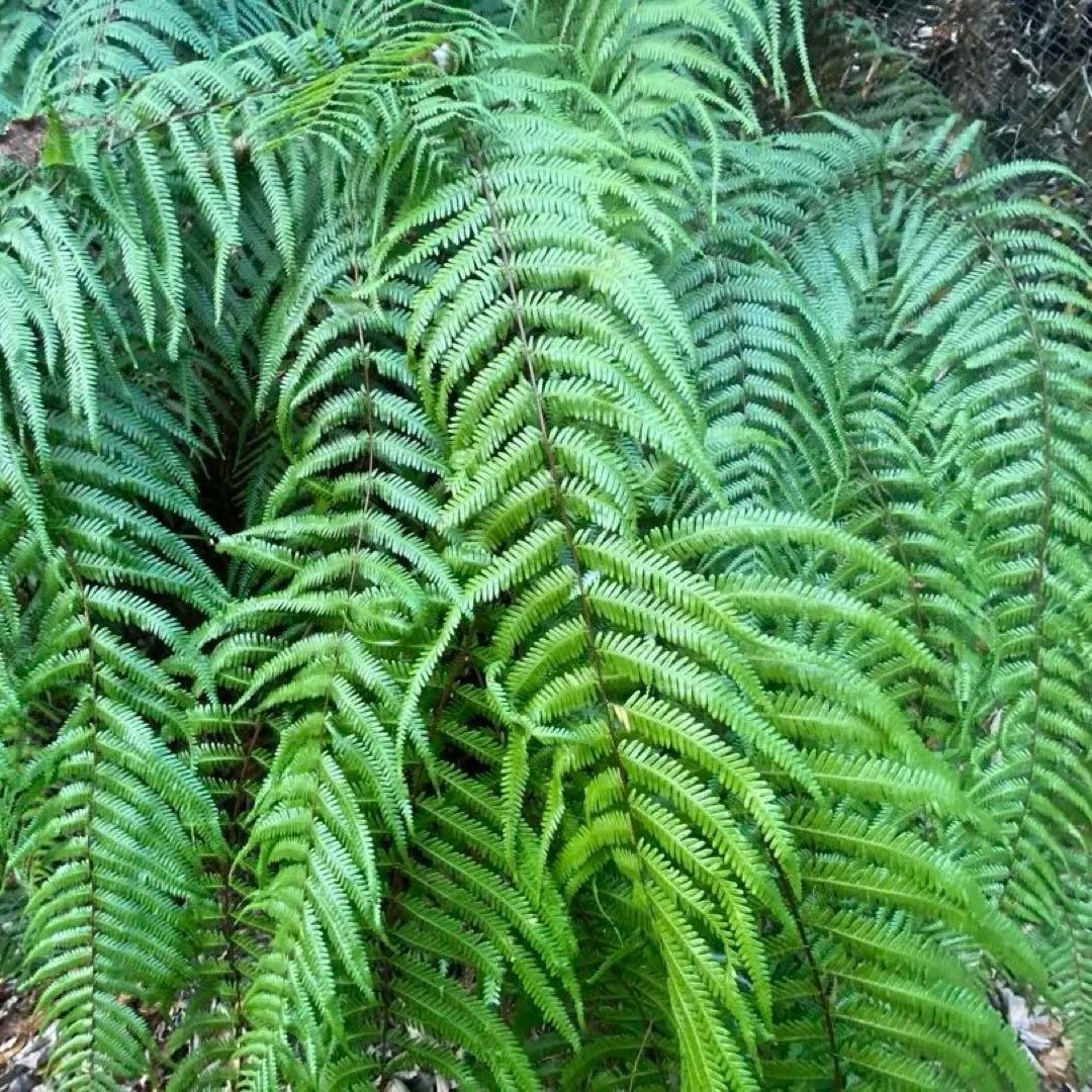 100枚ウラジロ　50-60cm目安　みかん箱パンパン詰めます　しめ飾り　鏡餅