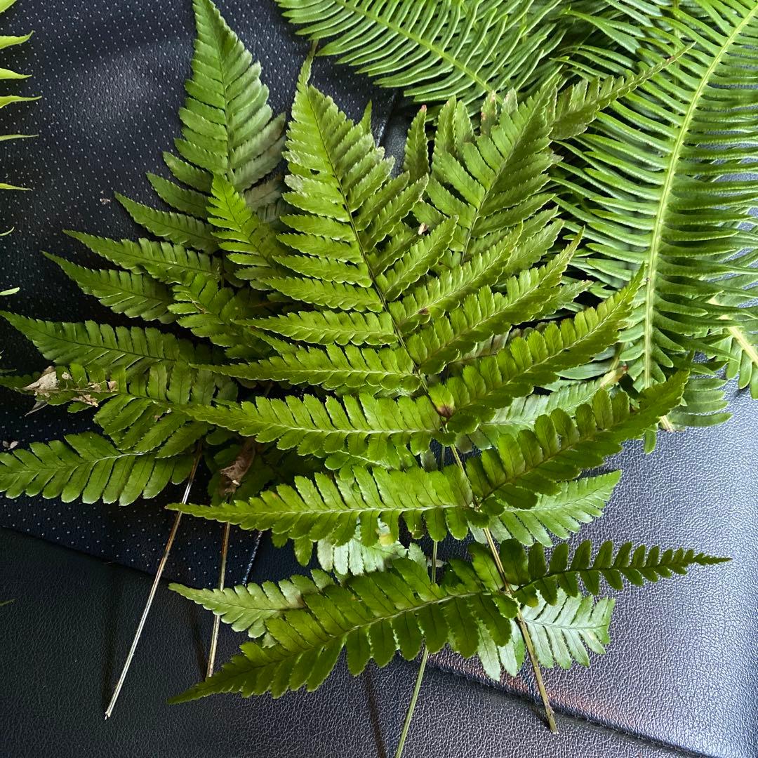 100枚ウラジロ　50-60cm目安　みかん箱パンパン詰めます　しめ飾り　鏡餅