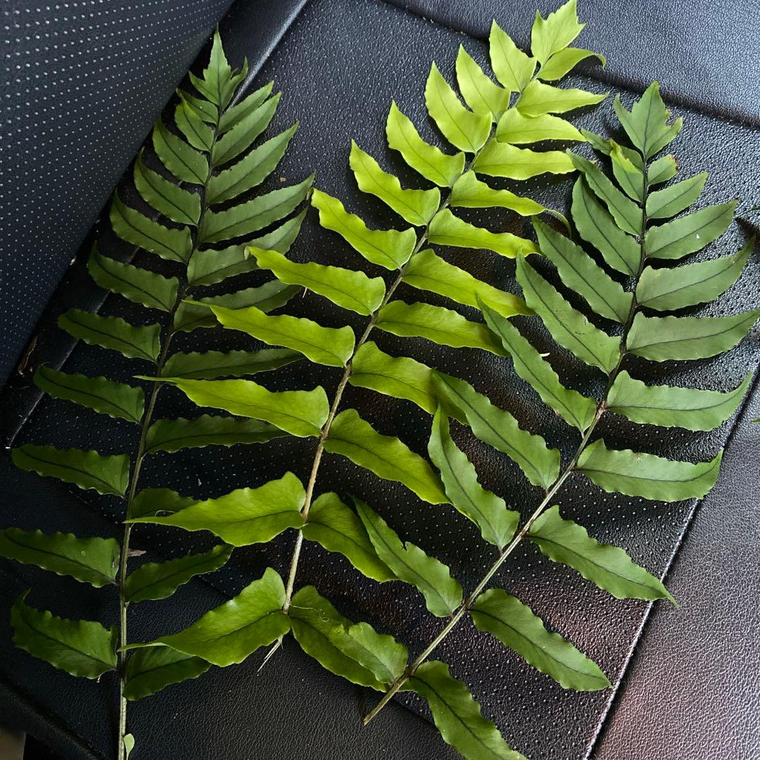 100枚ウラジロ　50-60cm目安　みかん箱パンパン詰めます　しめ飾り　鏡餅