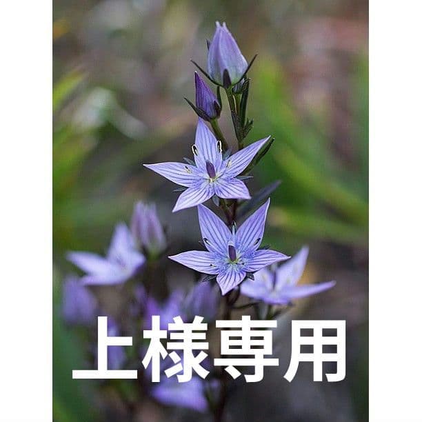 ムラサキセンブリ、オオフガクスズムシソウ