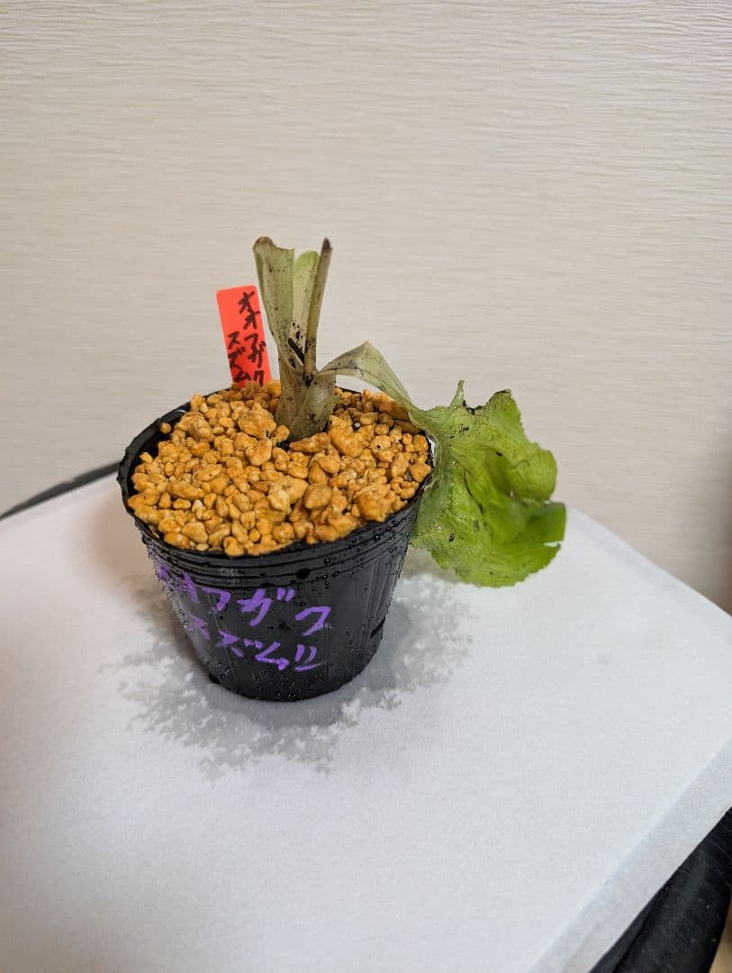 ムラサキセンブリ、オオフガクスズムシソウ