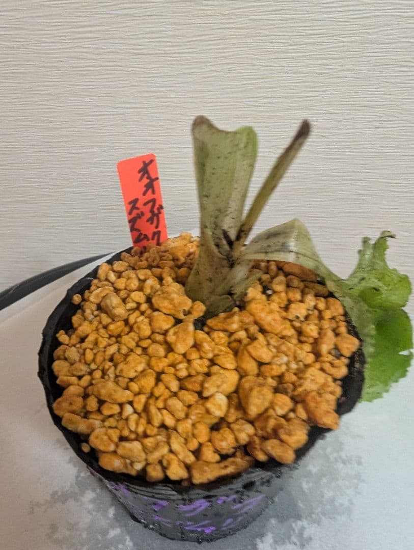 ムラサキセンブリ、オオフガクスズムシソウ