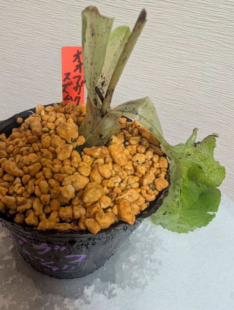 ムラサキセンブリ、オオフガクスズムシソウ