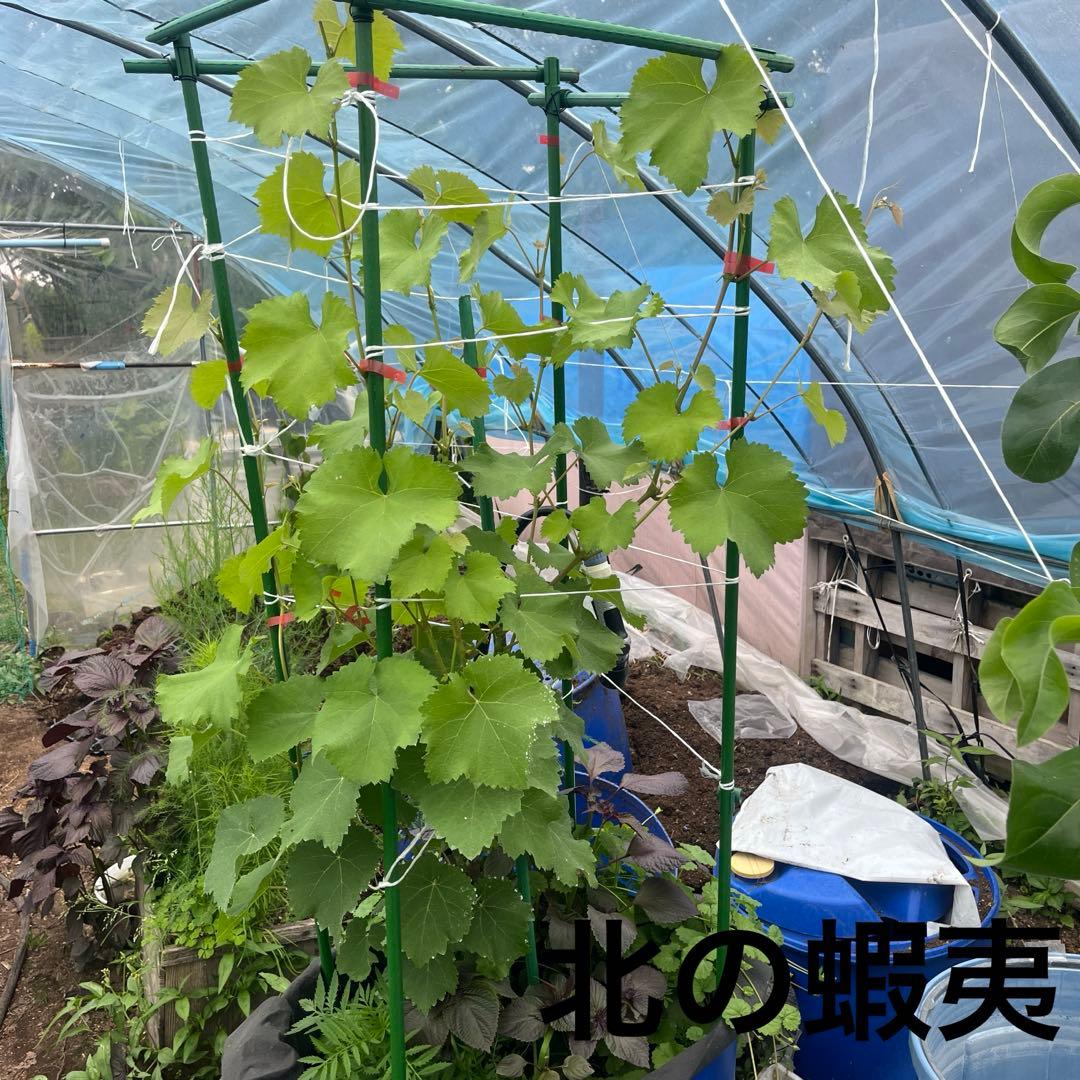 長野パープル　特大苗木　鉢100L 葡萄　山葡萄苗木　2メートル　直立4本出し