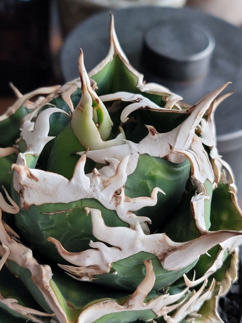 【龍皆歡さま専用】COK CG-01　親株　極上株