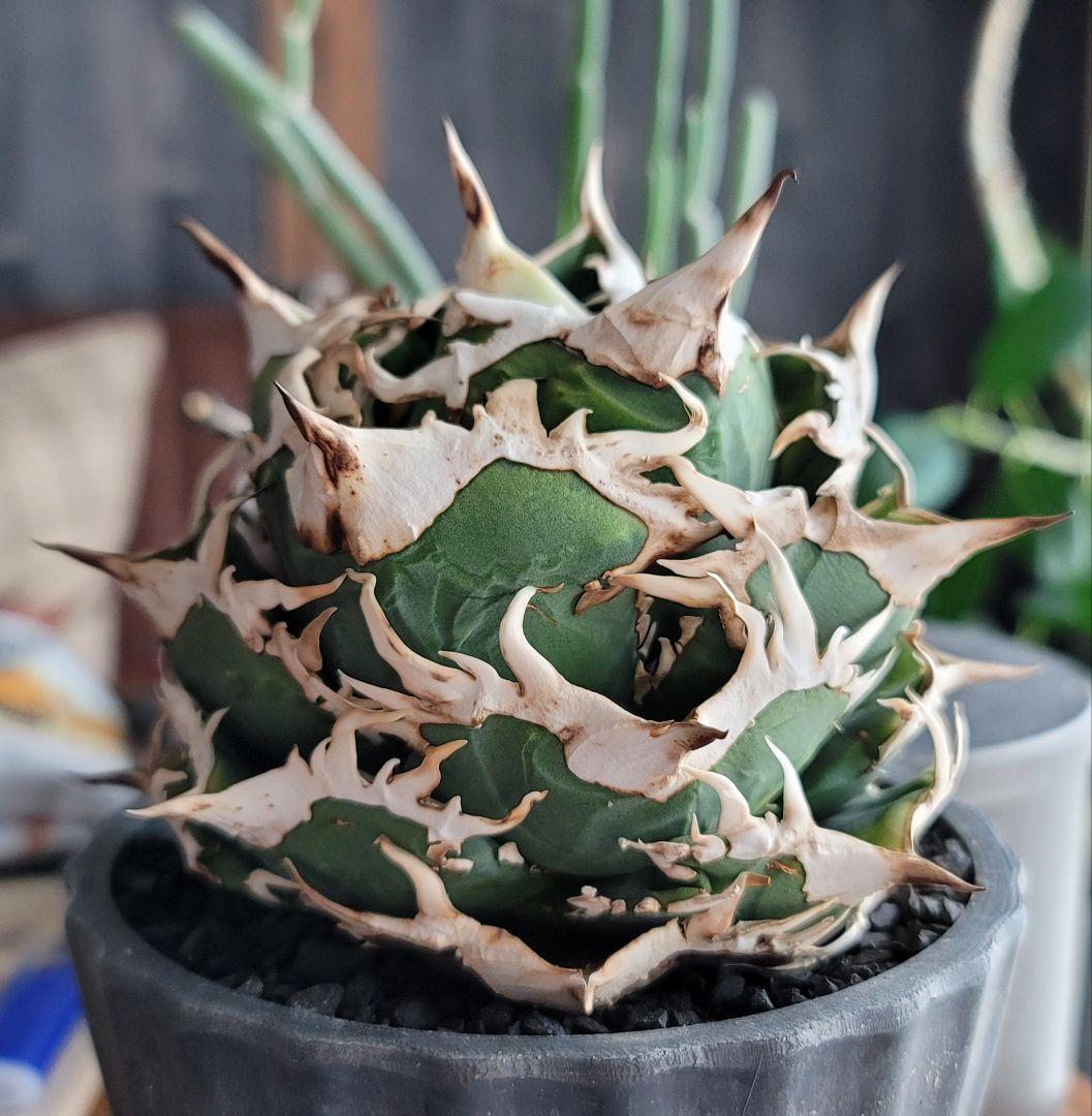 【龍皆歡さま専用】COK CG-01　親株　極上株