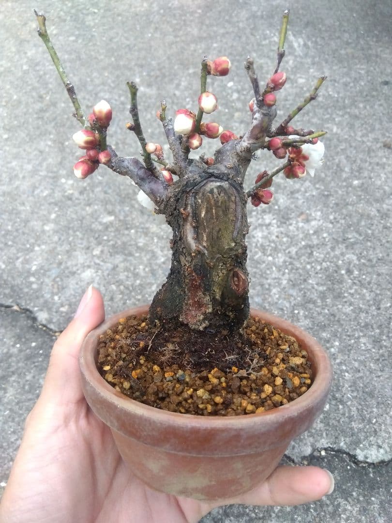 ライアン　野梅　盆栽　3.5号陶器鉢つき　コンパクト造り込み個体❗　③