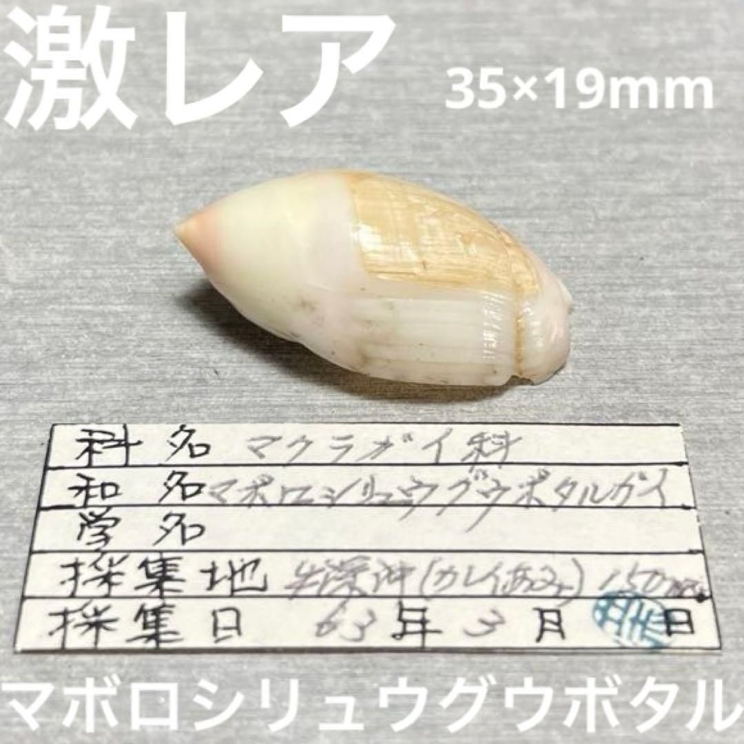 E*s様 激レア　美品　熊本県産　マボロシリュウグウボタル